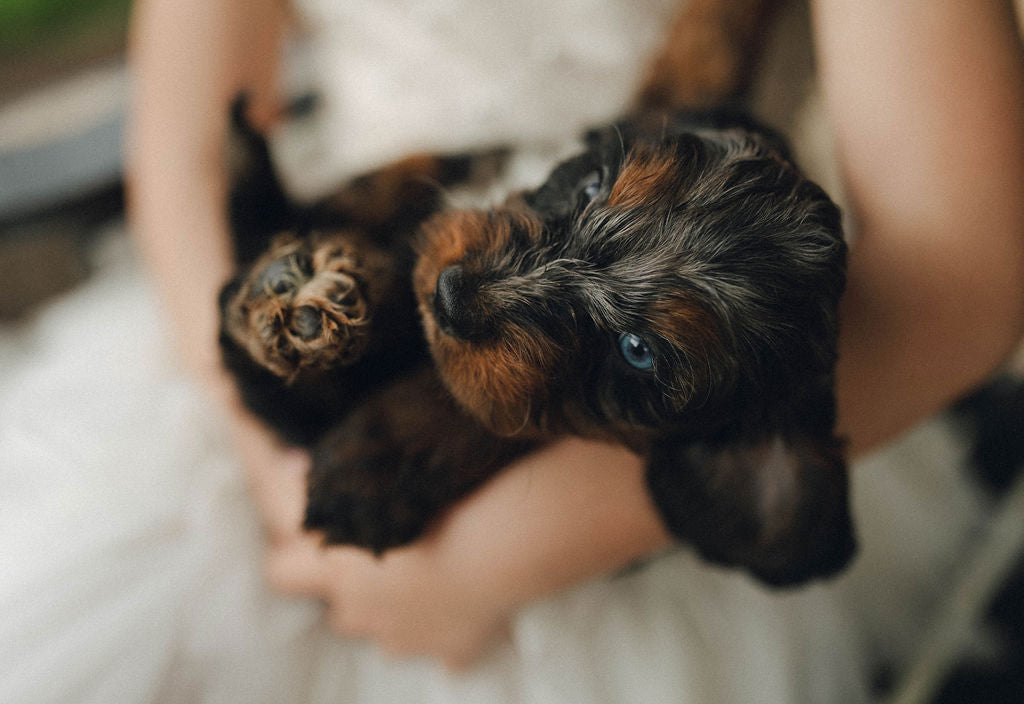 Ty - Male Cockapoo Puppy