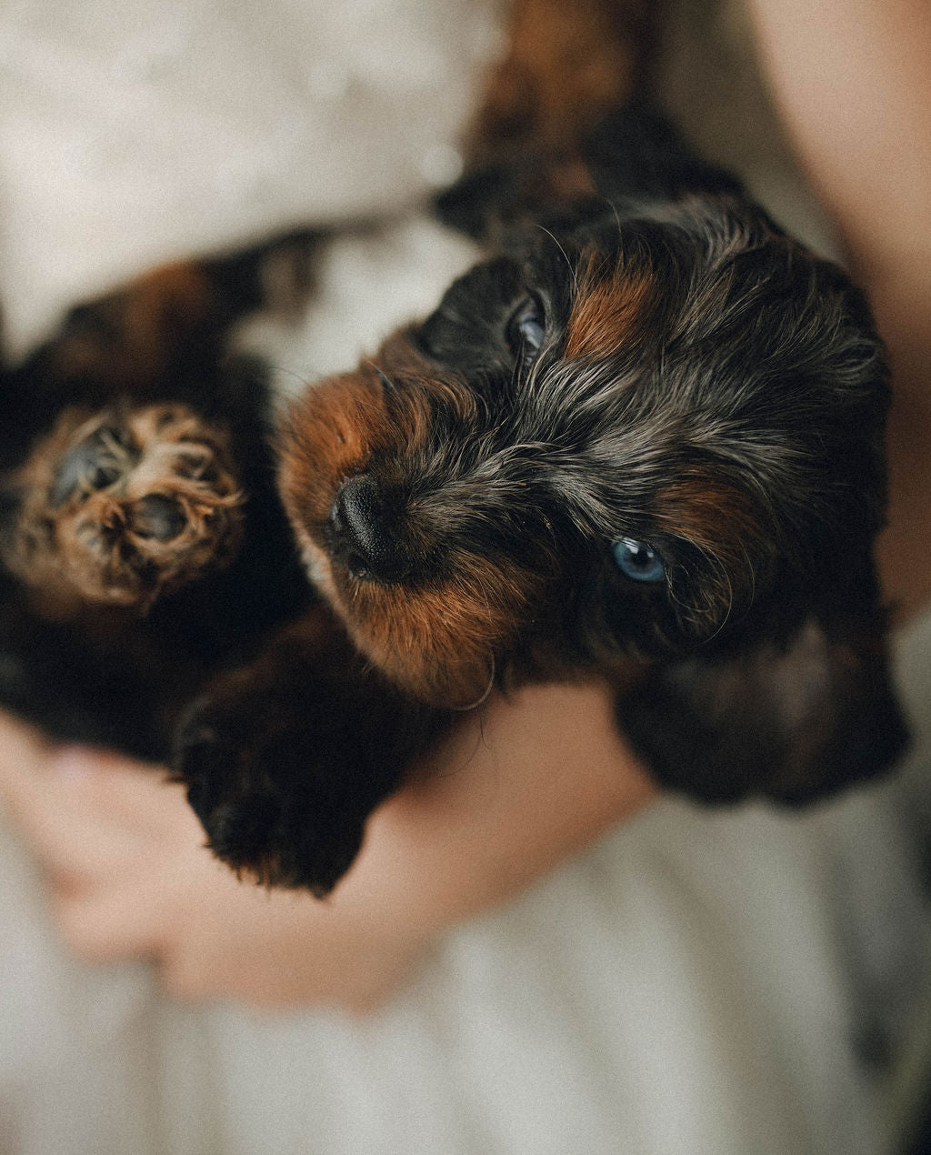 Ty - Male Cockapoo Puppy