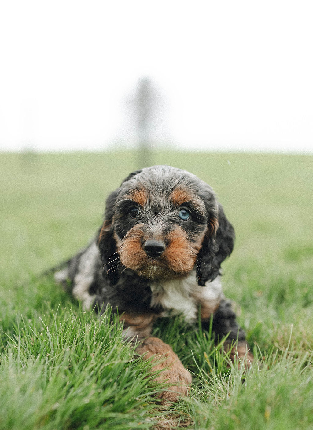 Ty - Male Cockapoo Puppy