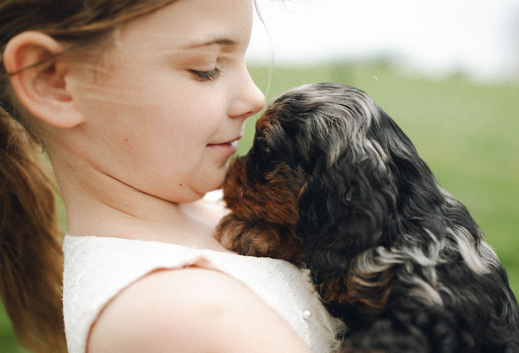 Ty - Male Cockapoo Puppy