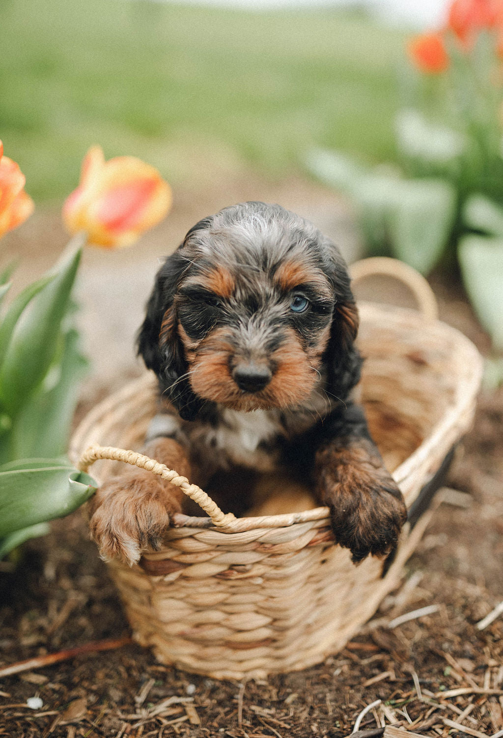 Ty - Male Cockapoo Puppy