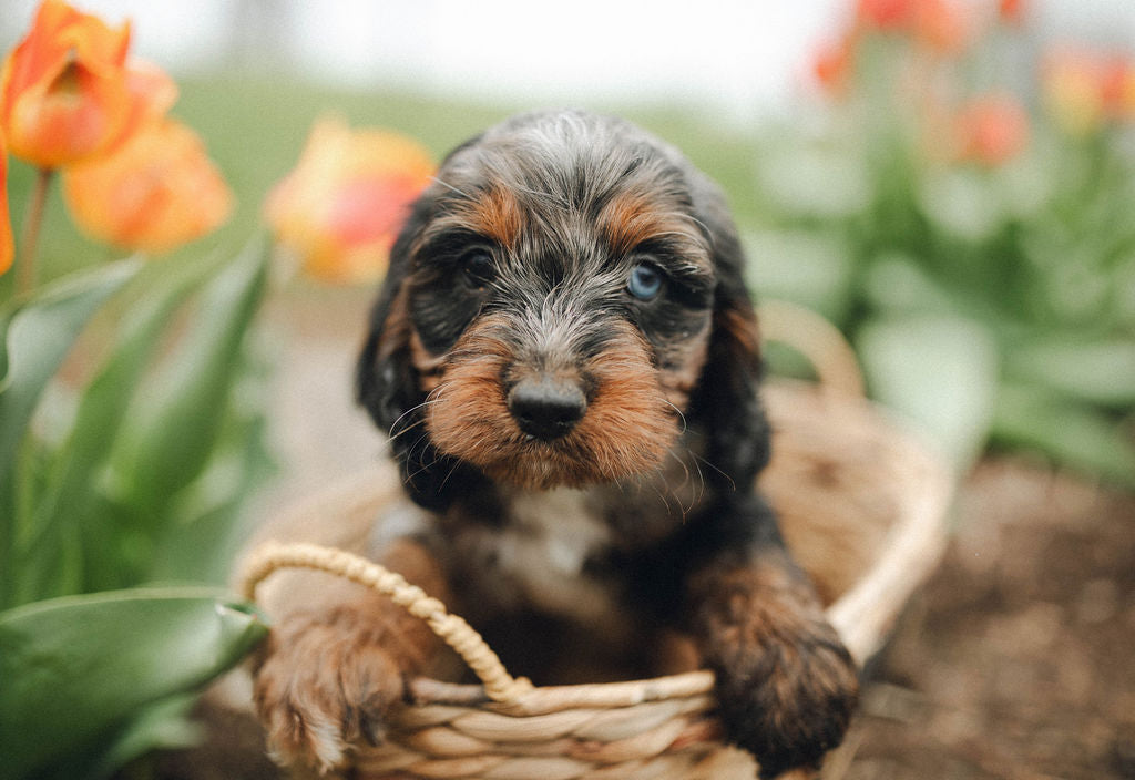 Ty - Male Cockapoo Puppy