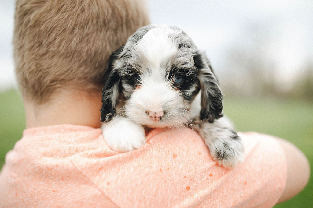 Titan - Male Cockapoo Puppy - $1,500