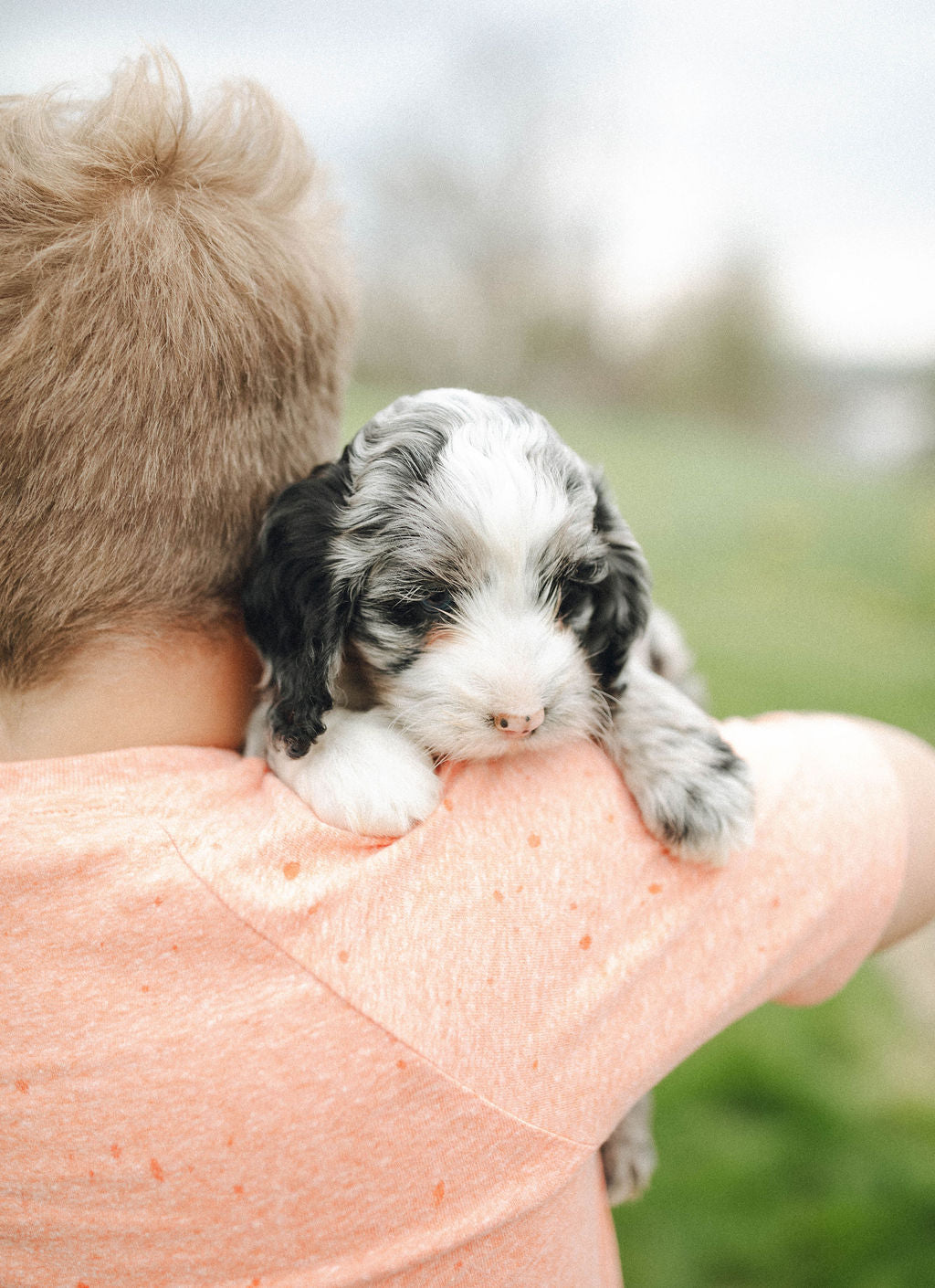 Titan - Male Cockapoo Puppy - $1,500