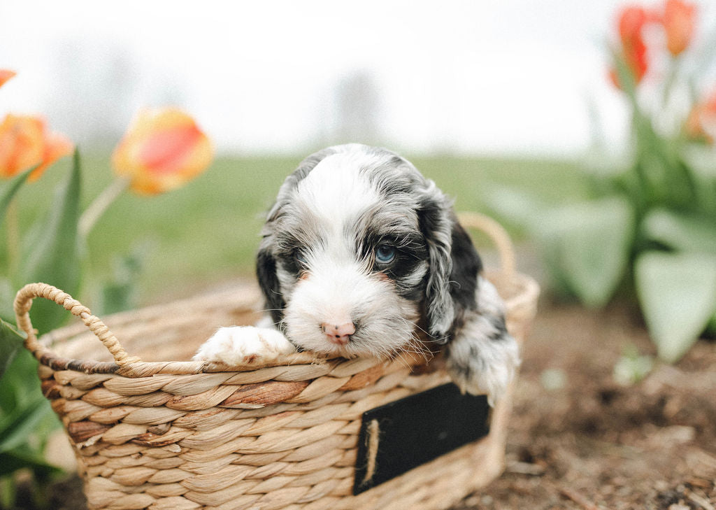 Titan - Male Cockapoo Puppy - $1,500