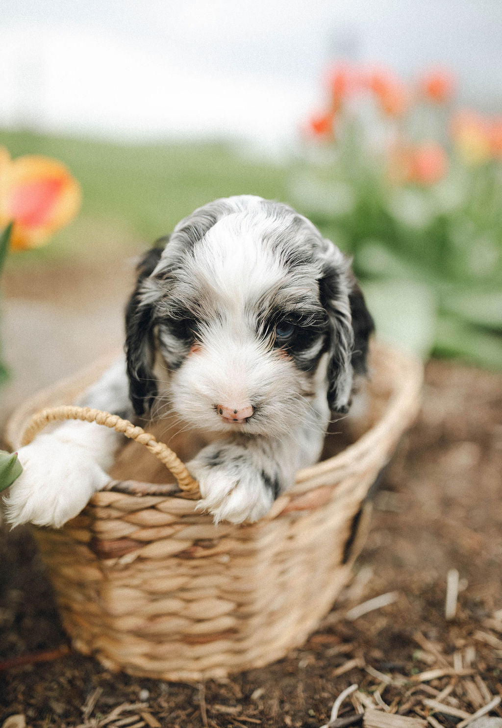 Titan - Male Cockapoo Puppy - $1,500