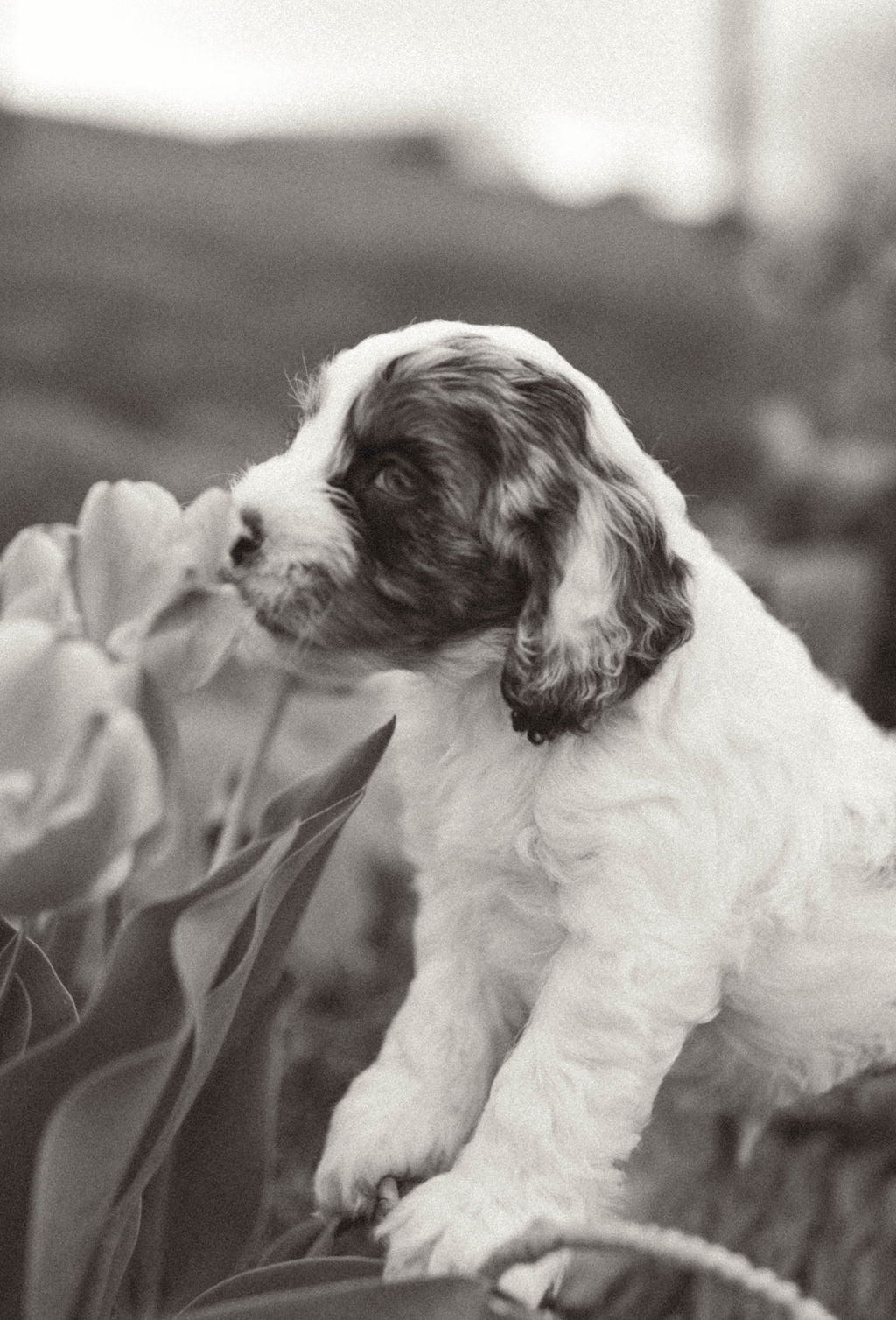 Thumper - Male Cockapoo Puppy
