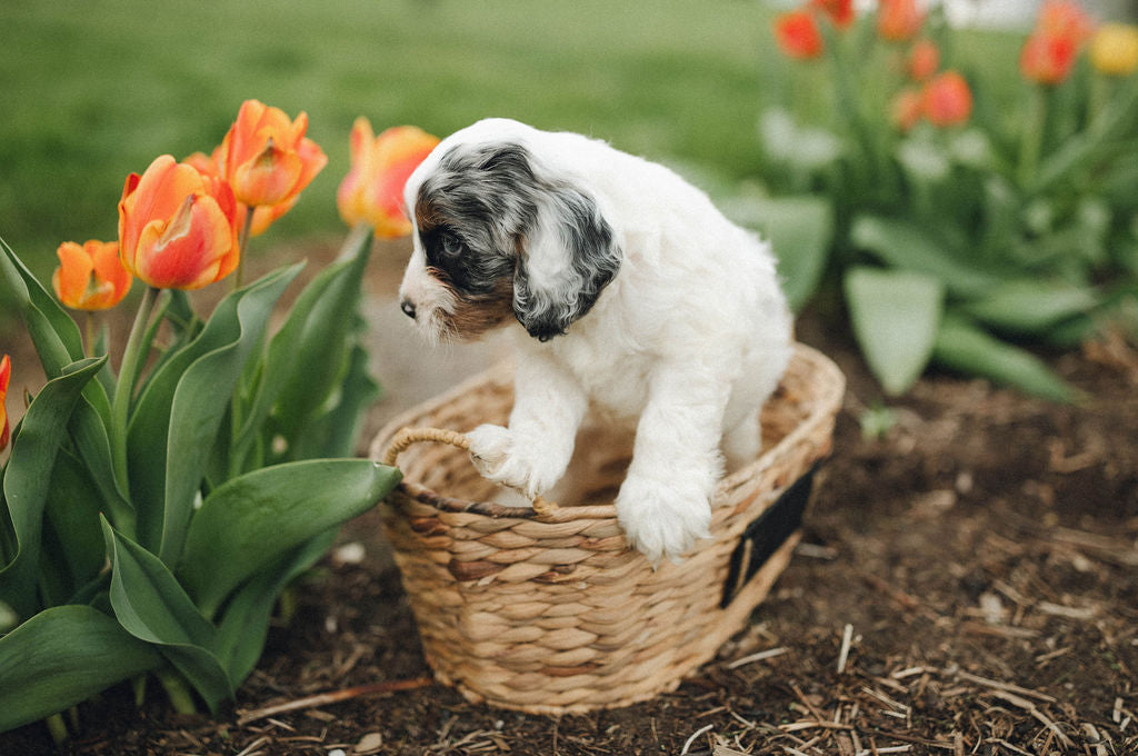 Thumper - Male Cockapoo Puppy