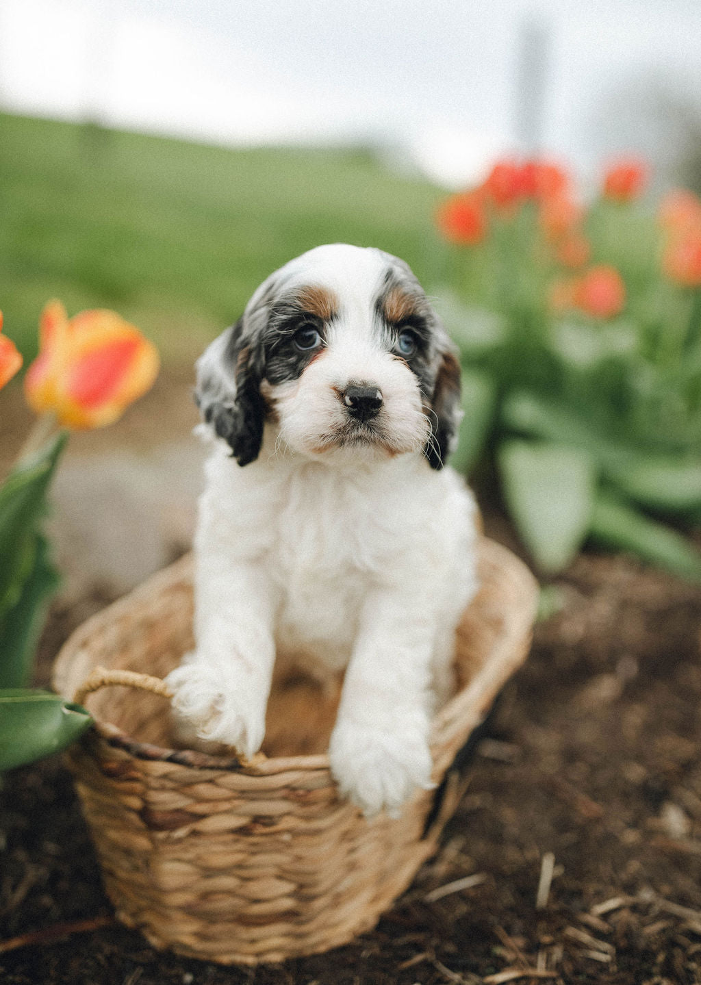 Thumper - Male Cockapoo Puppy