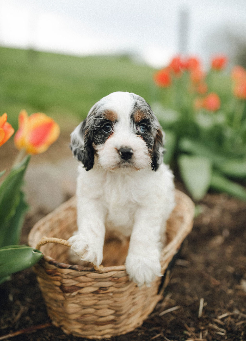 Thumper - Male Cockapoo Puppy