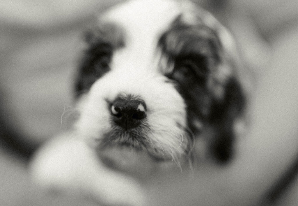 Thumper - Male Cockapoo Puppy