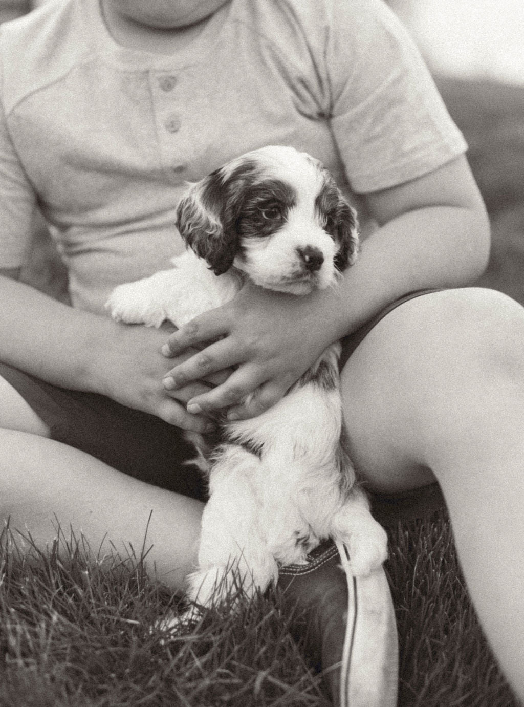 Thumper - Male Cockapoo Puppy
