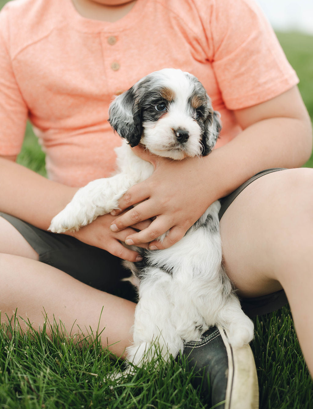 Thumper - Male Cockapoo Puppy