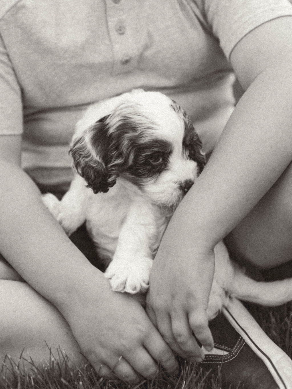 Thumper - Male Cockapoo Puppy