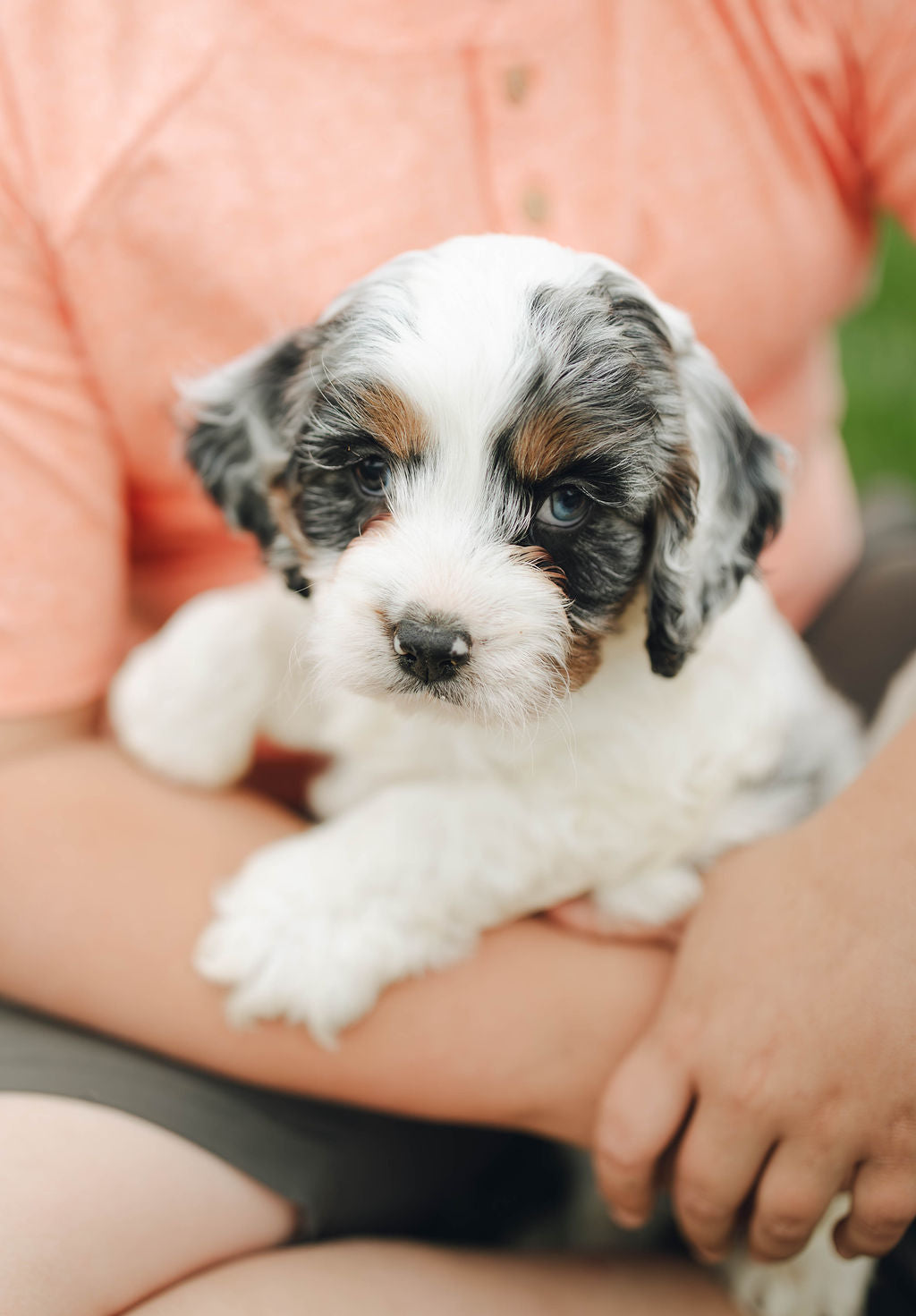 Thumper - Male Cockapoo Puppy