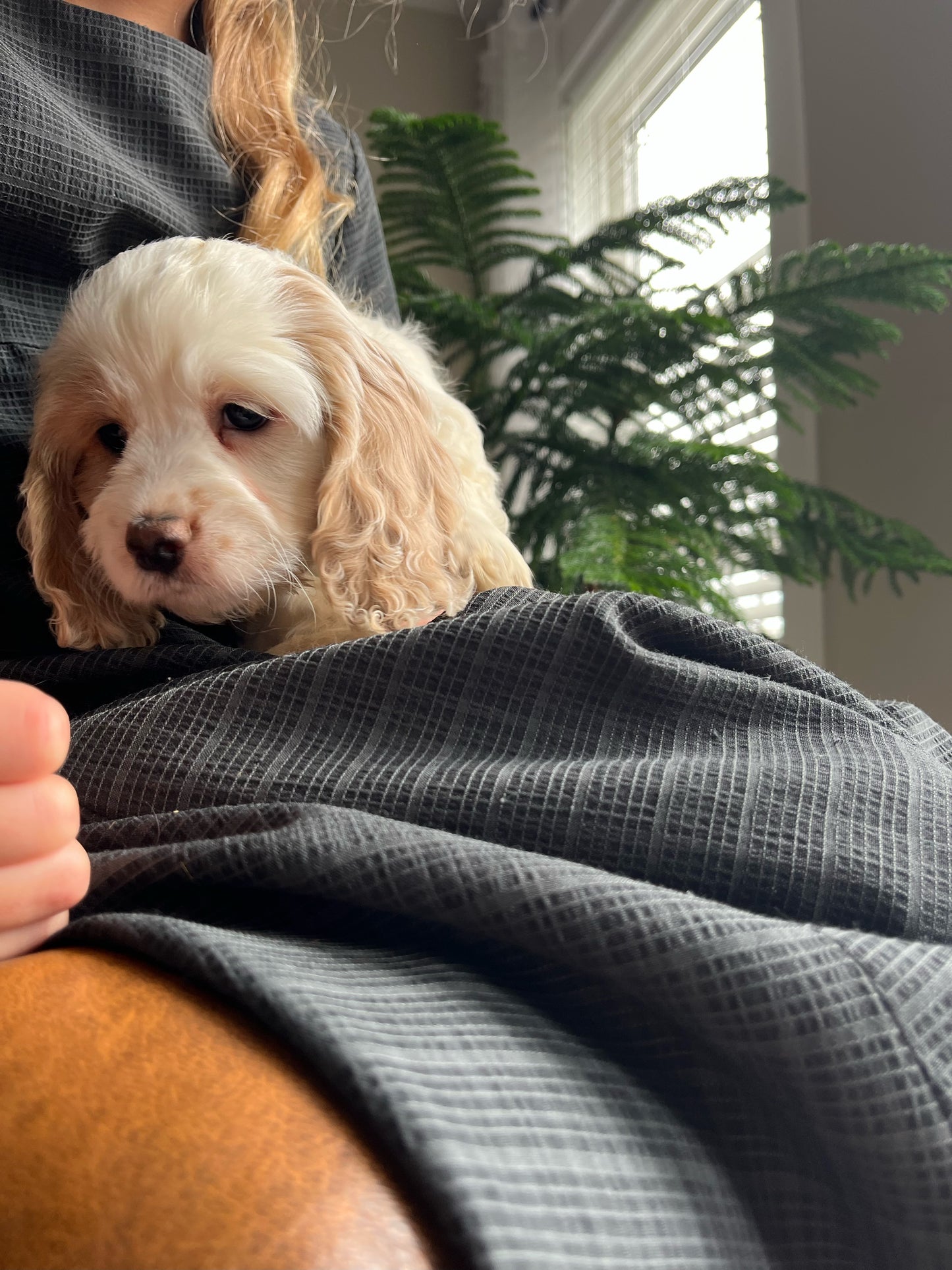 Stella - Female Cockapoo Puppy