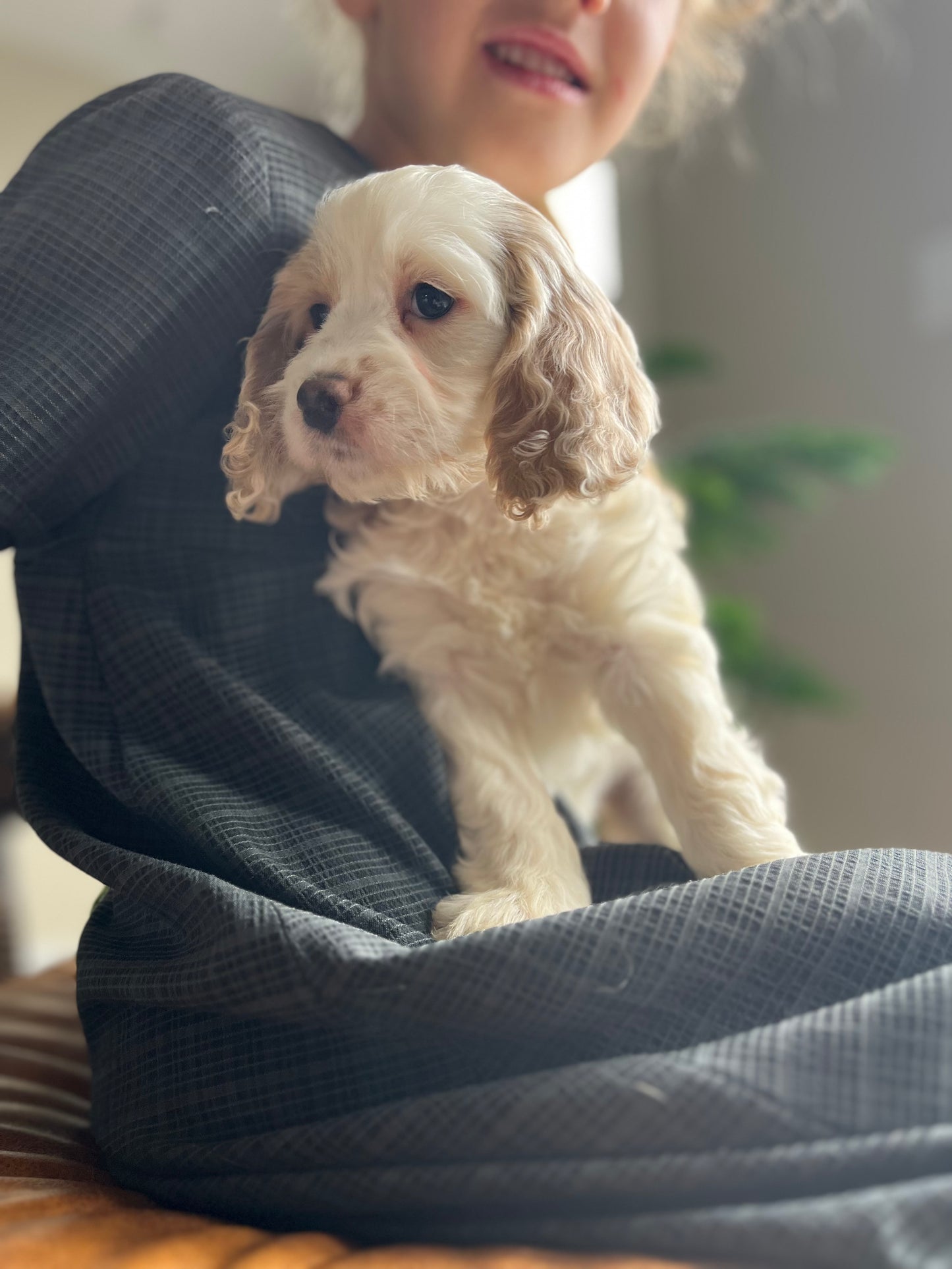 Stella - Female Cockapoo Puppy