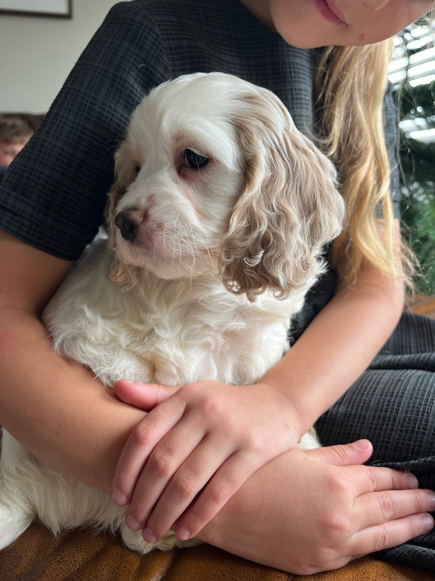 Stella - Female Cockapoo Puppy