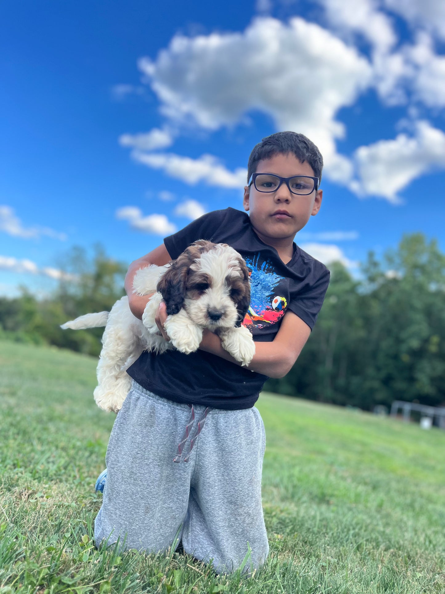 Jethro - Male Cockapoo Puppy - $1,000