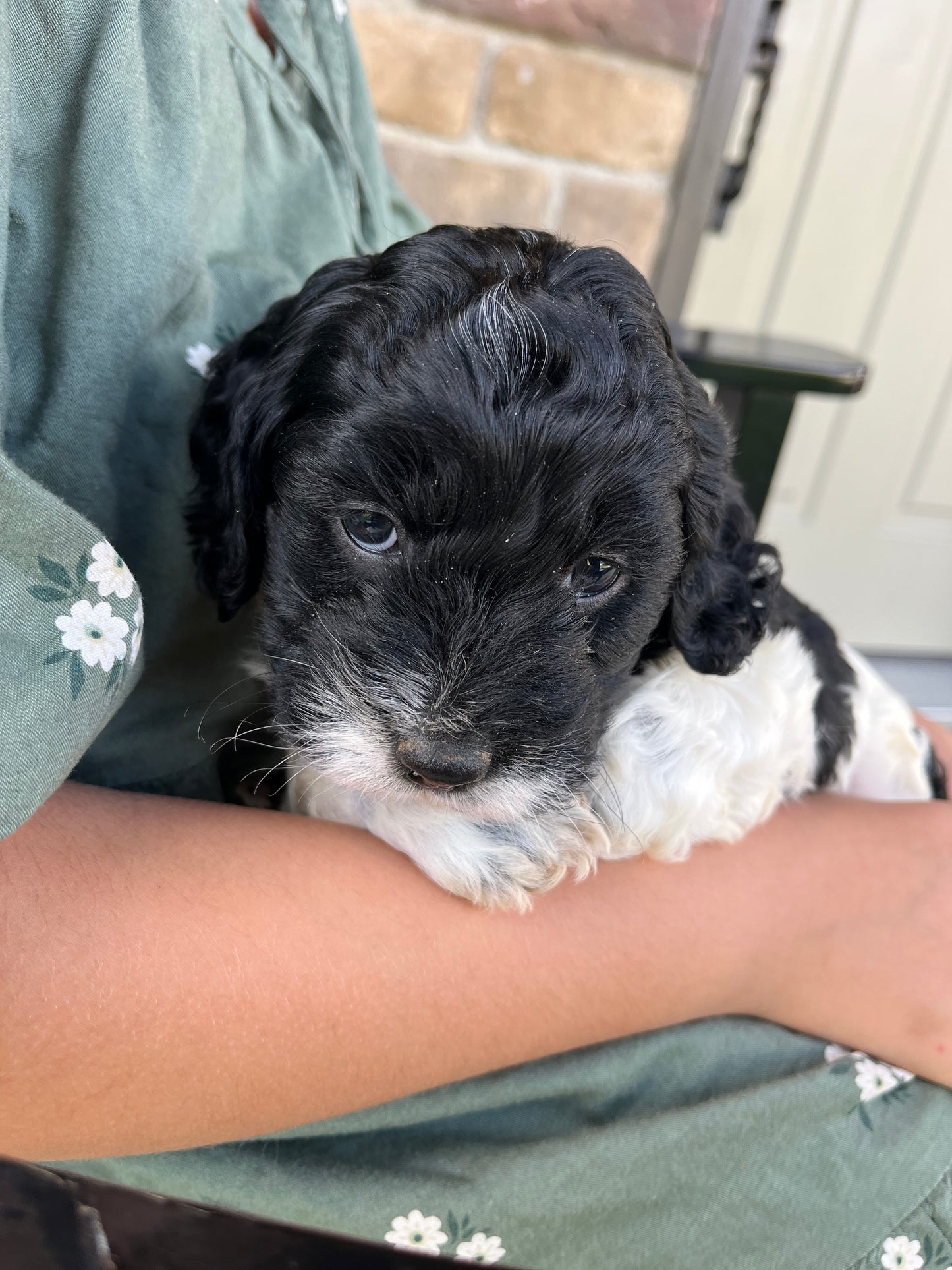 Joy - Female Cockapoo Puppy