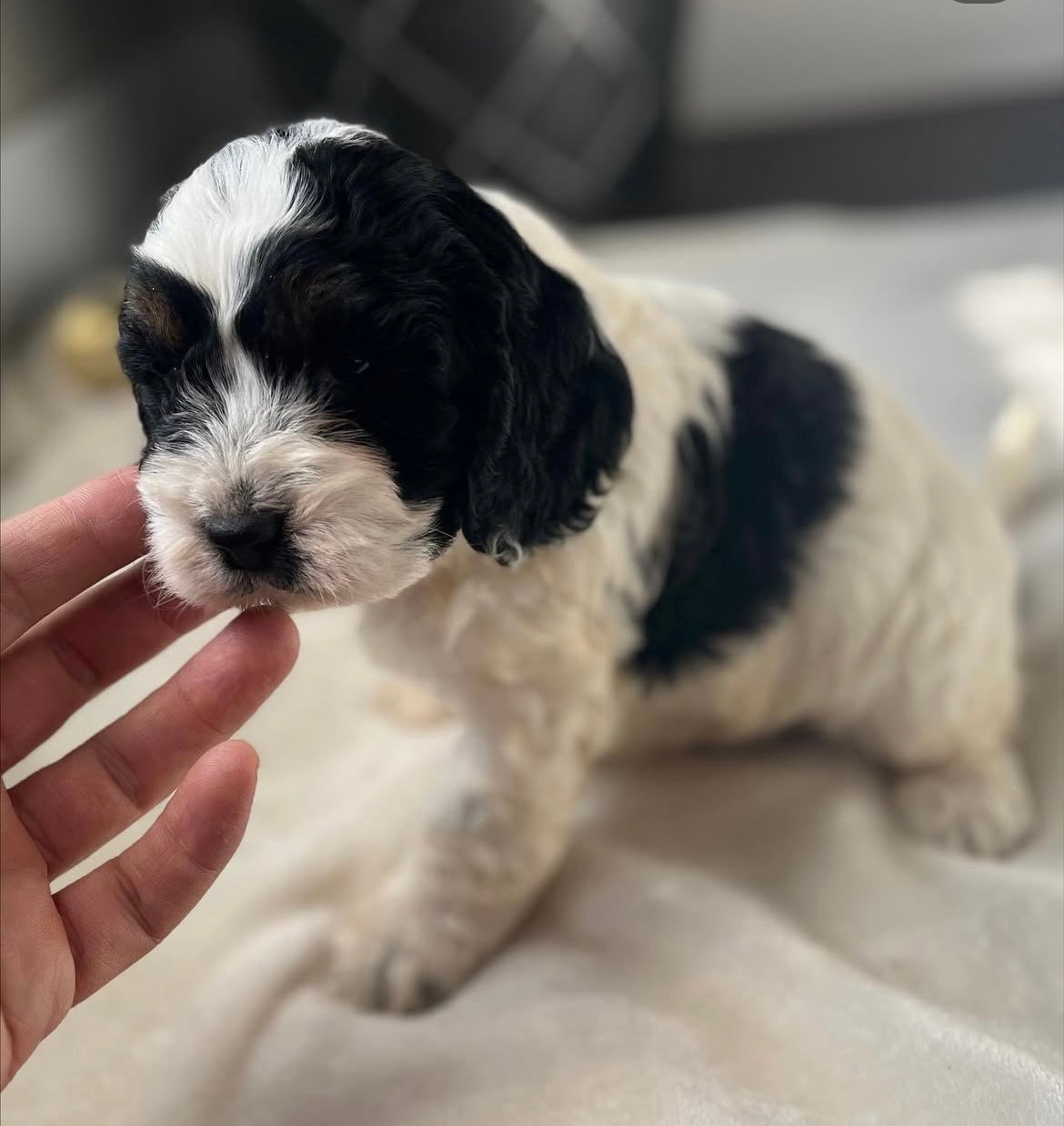 Joy - Female Cockapoo Puppy