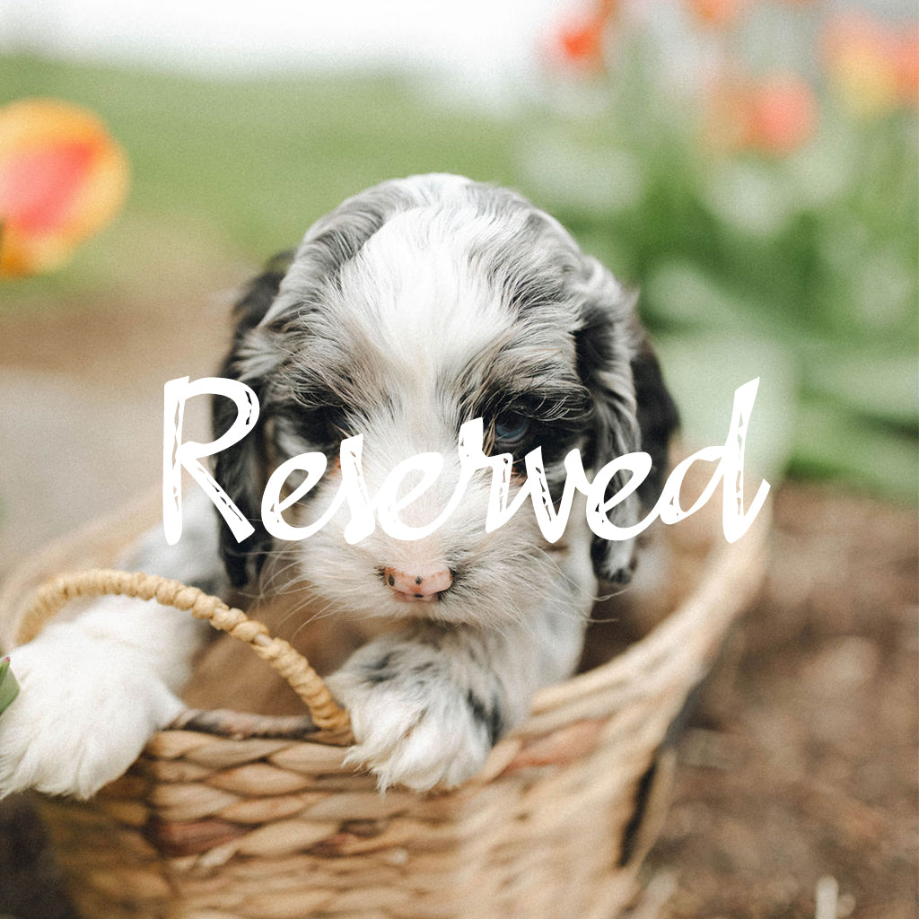 Titan - Male Cockapoo Puppy - $1,500