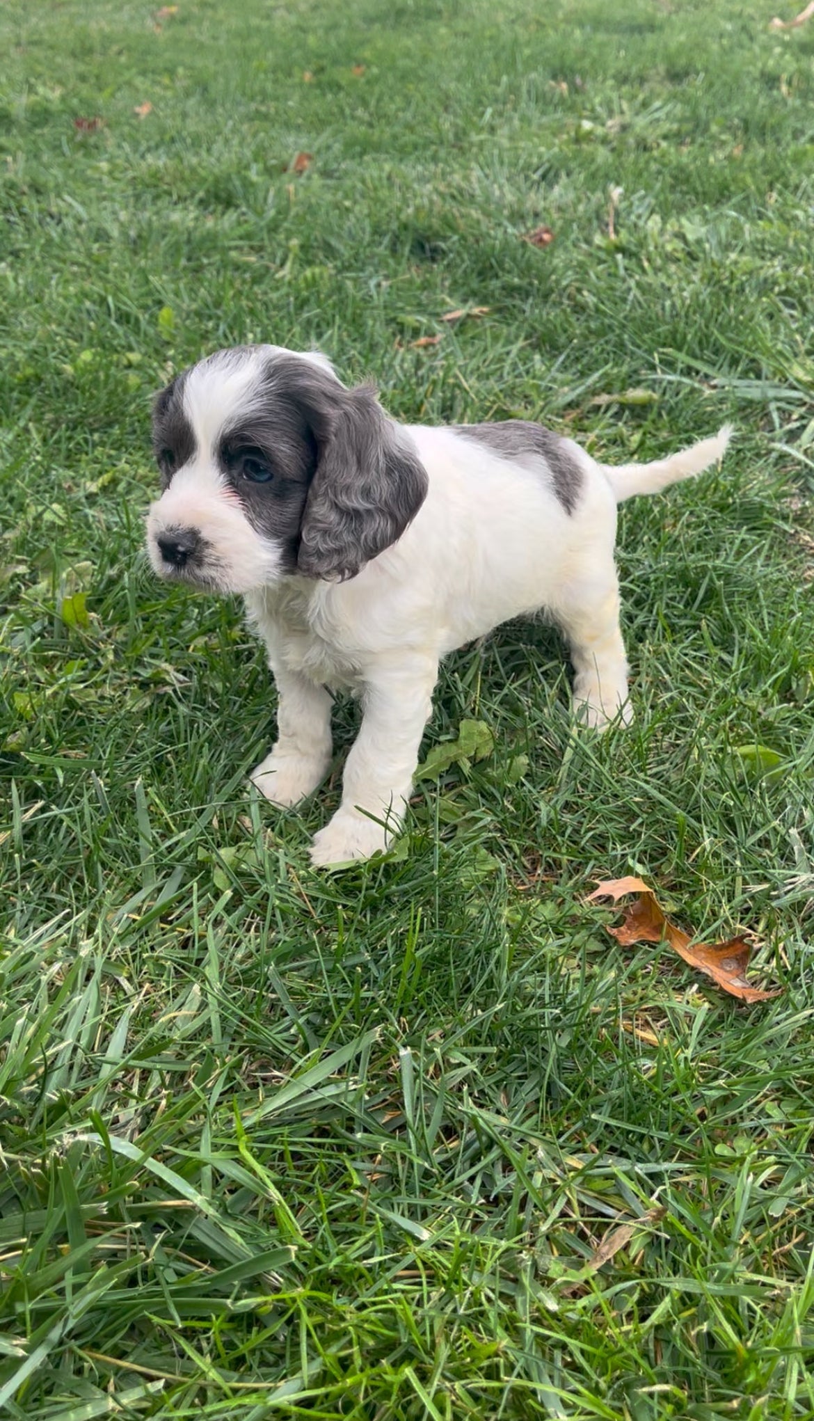 Aspen - Male Cockapoo Puppy
