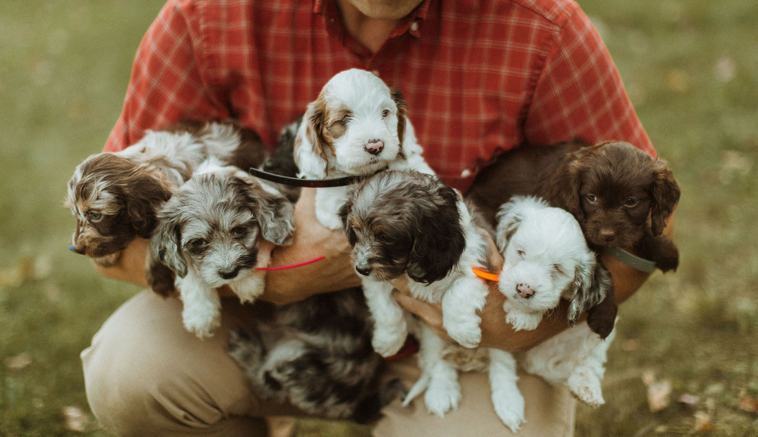 Are you ready for a puppy?