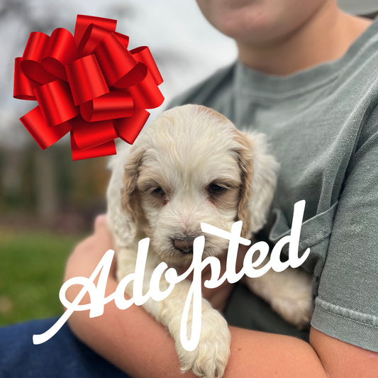 Claus - Male Cockapoo Puppy