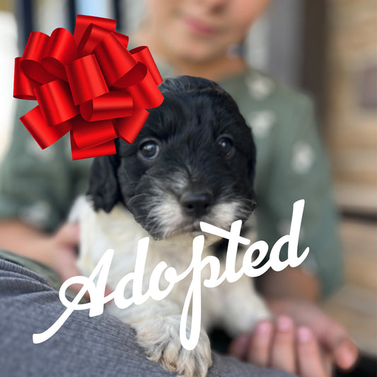 Joy - Female Cockapoo Puppy