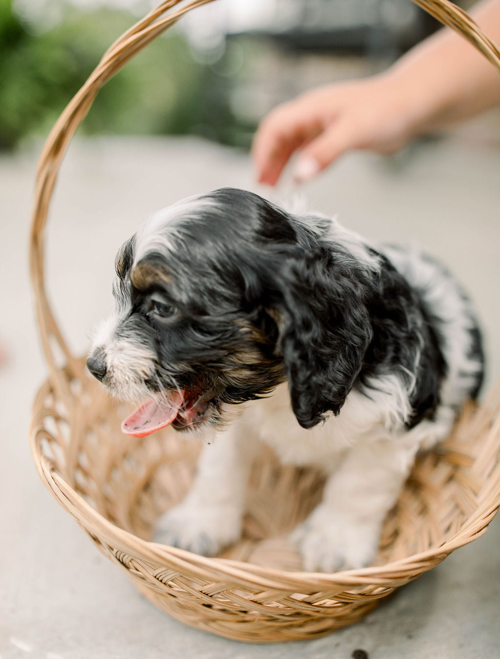 Luca - Male Cockapoo Puppy