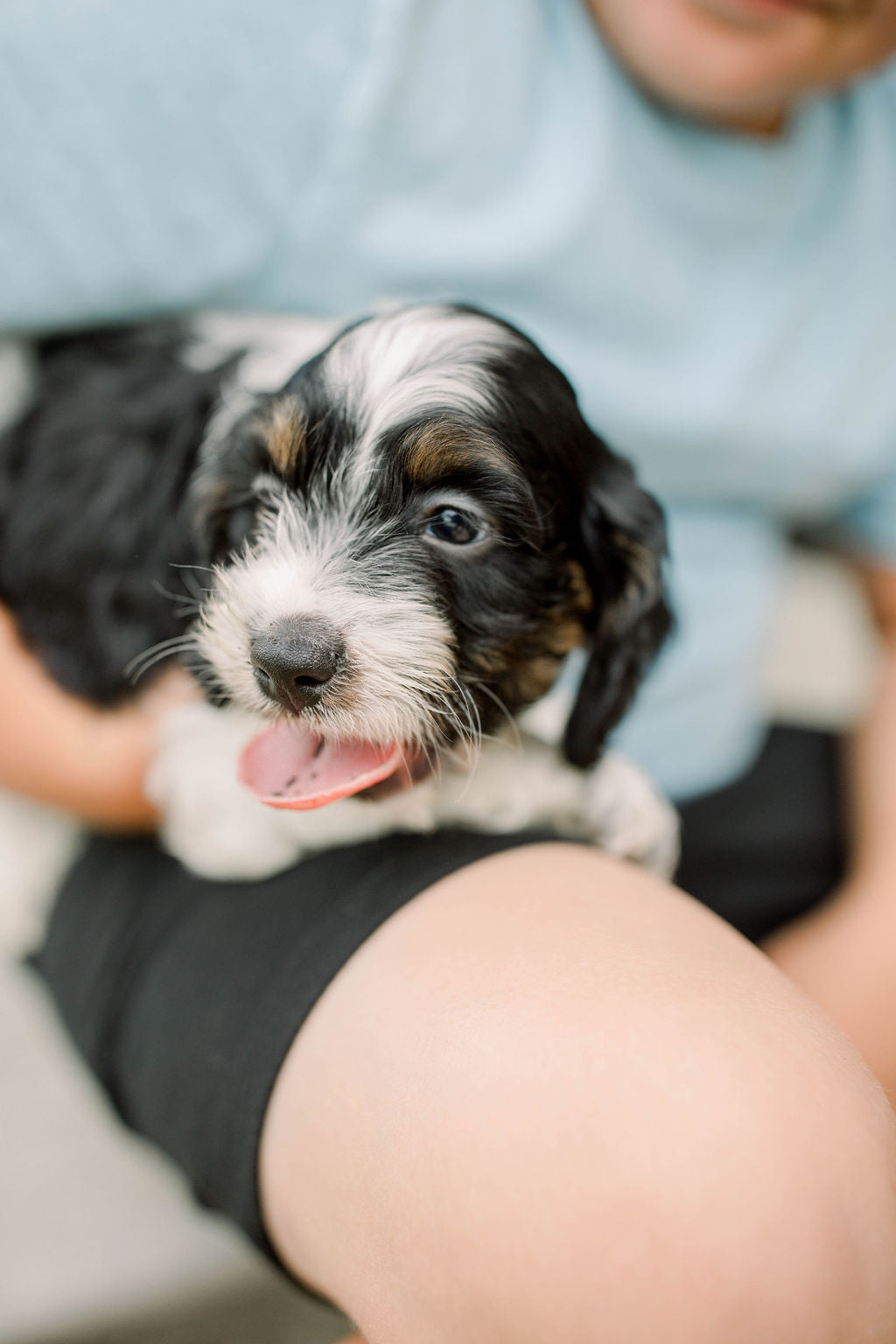 Luca - Male Cockapoo Puppy