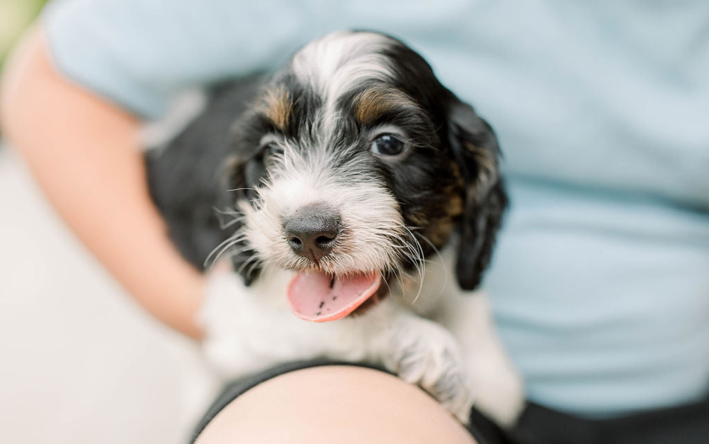 Luca - Male Cockapoo Puppy