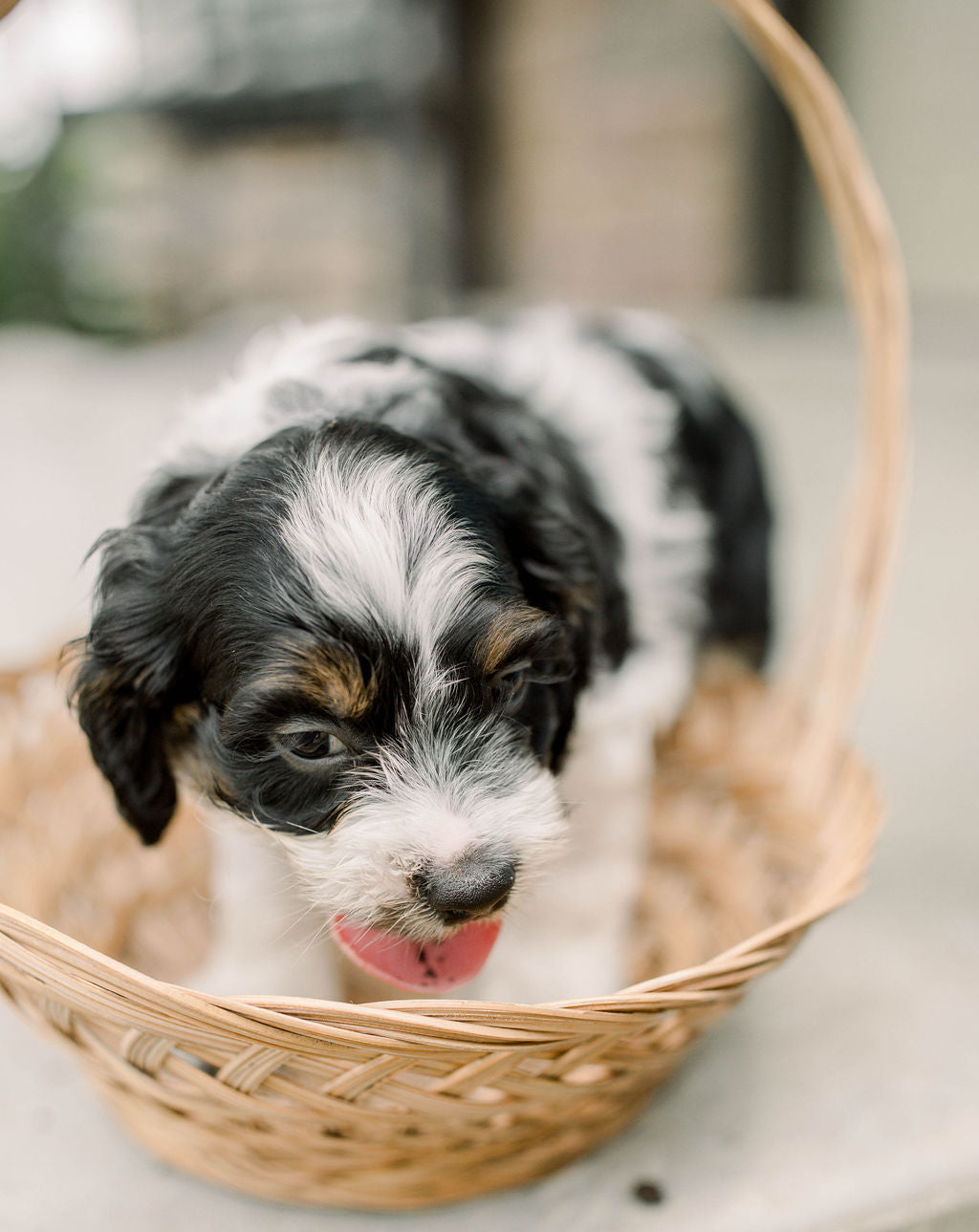 Luca - Male Cockapoo Puppy