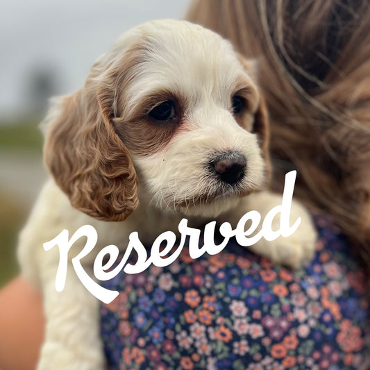 Angel - Female Cockapoo Puppy