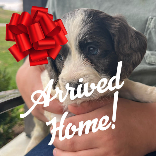 Aspen - Male Cockapoo Puppy