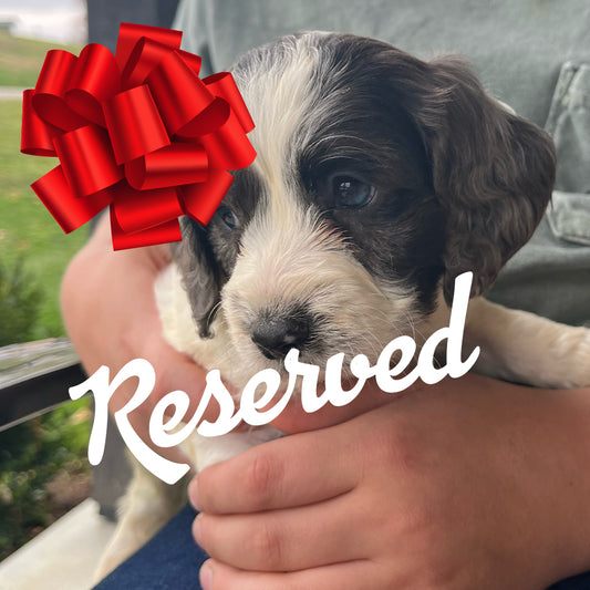 Aspen - Male Cockapoo Puppy