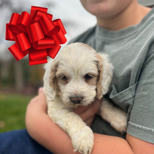 Claus - Male Cockapoo Puppy