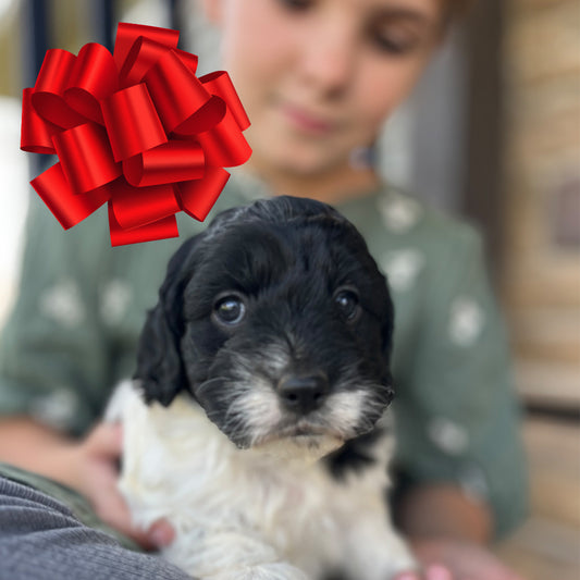 Joy - Female Cockapoo Puppy
