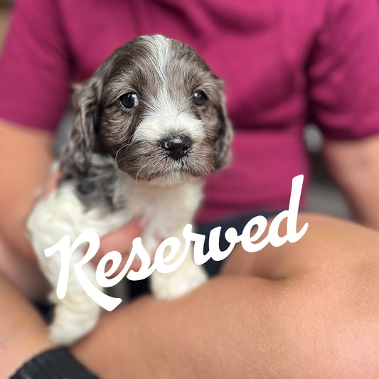 Fir - Male Cockapoo Puppy