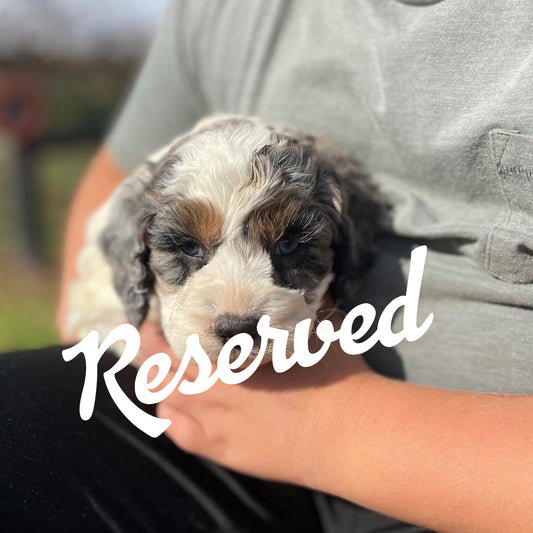 Frosty - Male Cockapoo Puppy