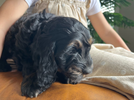 Scooby - Male Cockapoo Puppy