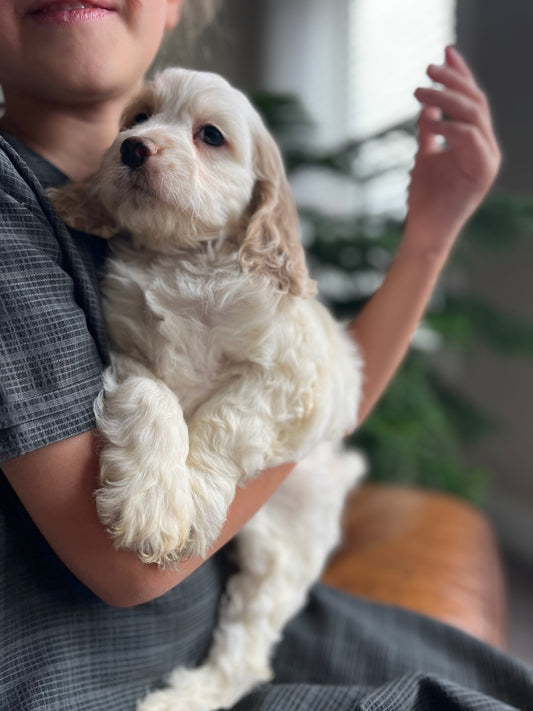 Stella - Female Cockapoo Puppy