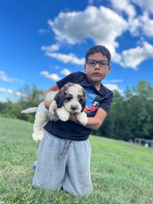 Jethro - Male Cockapoo Puppy - $1,000