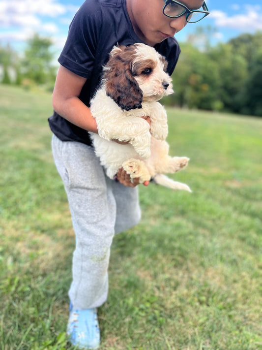 Jethro - Male Cockapoo Puppy - $1,000