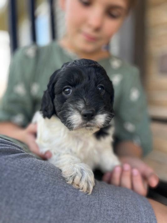 Joy - Female Cockapoo Puppy