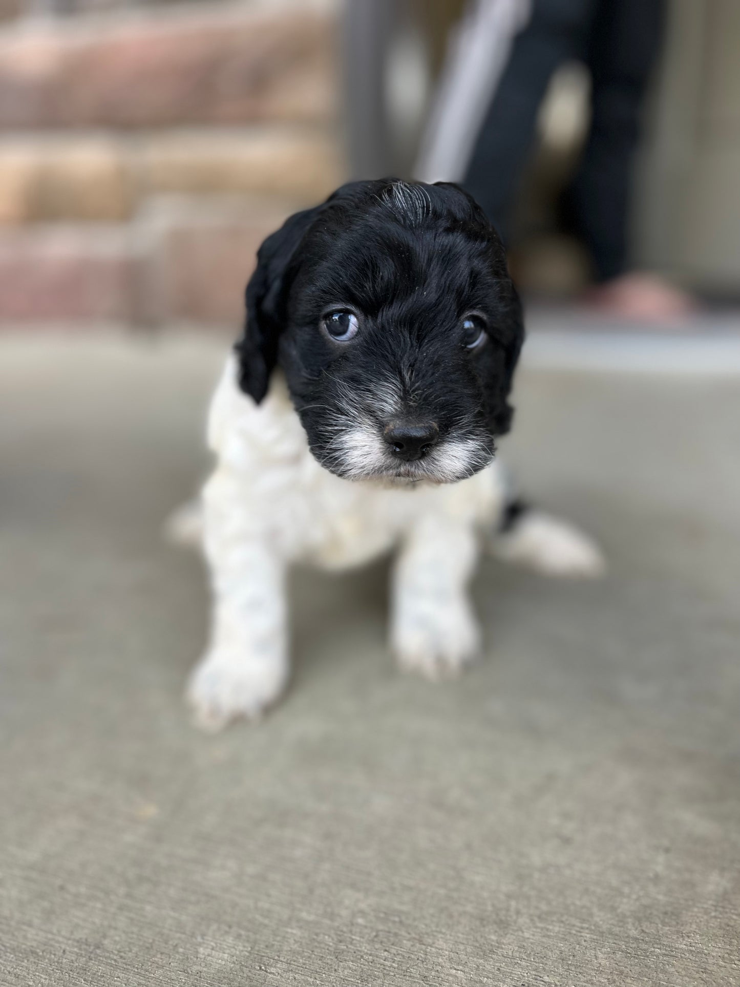 Joy - Female Cockapoo Puppy