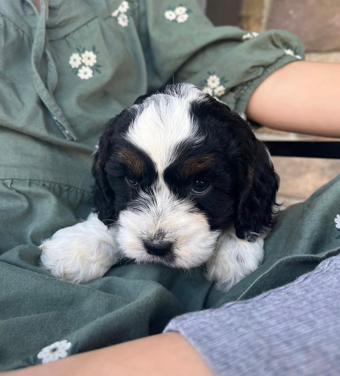 Star - Female Cockapoo Puppy