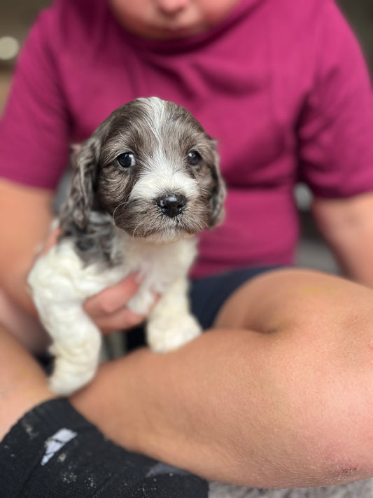 Fir - Male Cockapoo Puppy