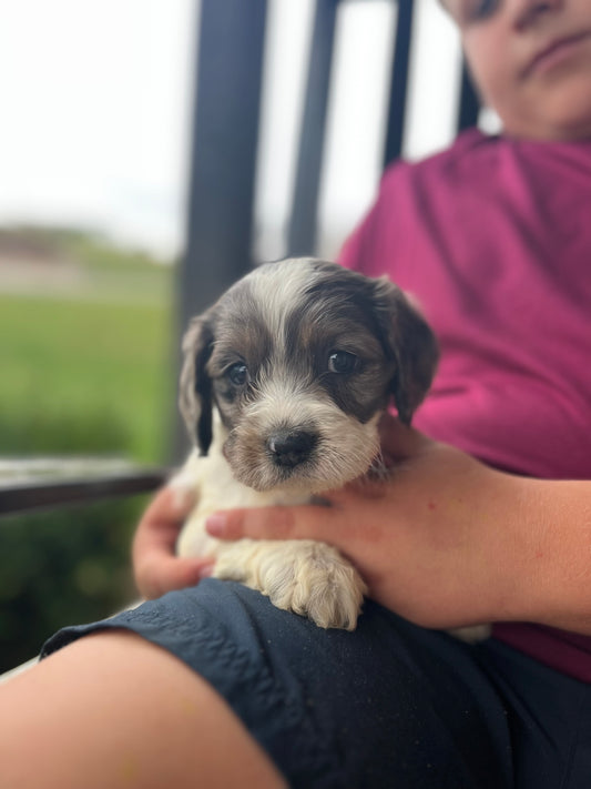 Cedar - Male Cockapoo Puppy